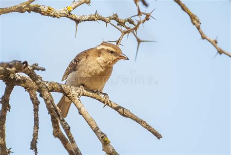 The Yellow-throated Shrub Sparrow or Yellow-throated Petronia (Petronia ...