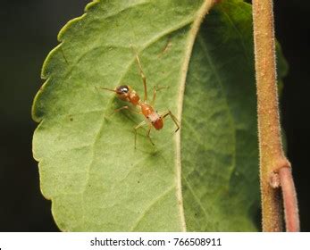 Myrmarachne Plataleoides Kerengga Antlike Jumper Stock Photo 766508911