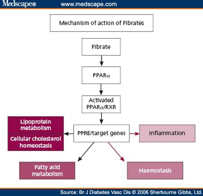 photoaltan30: atorvastatin mechanism of action