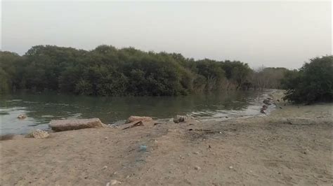 Mangrove Forest In Al Wakrah Beach Al Wakrah Qatar Youtube