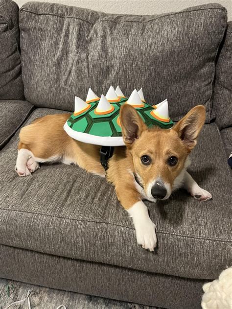 Bowser Dog Costume