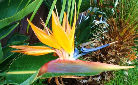 Bird Of Paradise Flower Wallpaper Wallpapersafari