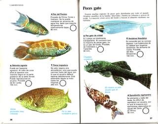 Peces Y Acuarios Ppt