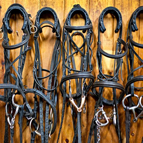 Different Types of Snaffle Bits: A Friendly Guide for Horse Lovers ...