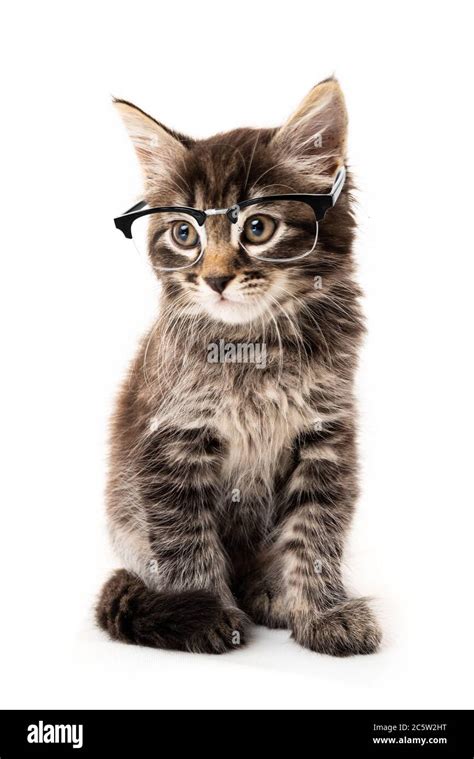 Little kitten isolated on white background. Funny kitten cat Stock Photo - Alamy