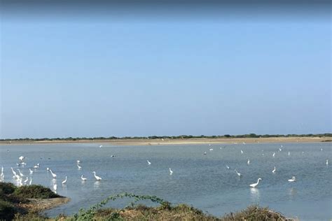 Mannar Bird Sanctuary Attractions In Sri Lanka