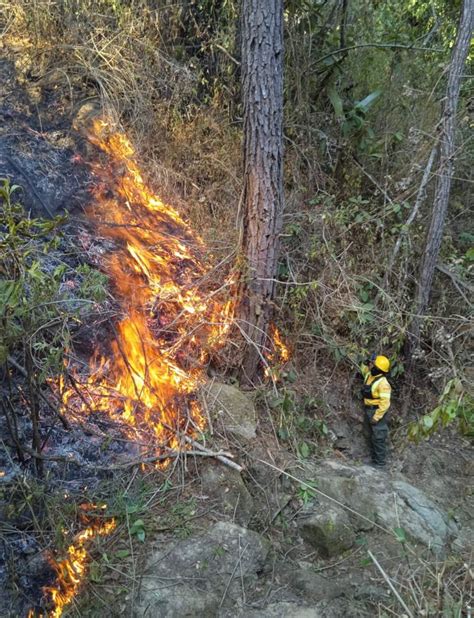 Incendios Forestales Hay Nueve Siniestros Activos En Oaxaca Coesfo