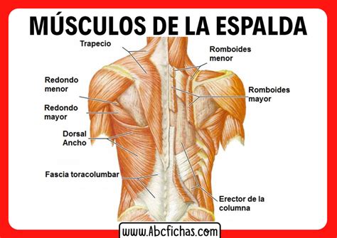 Los Músculos de la espalda | Anatomía muscular de la Espalda