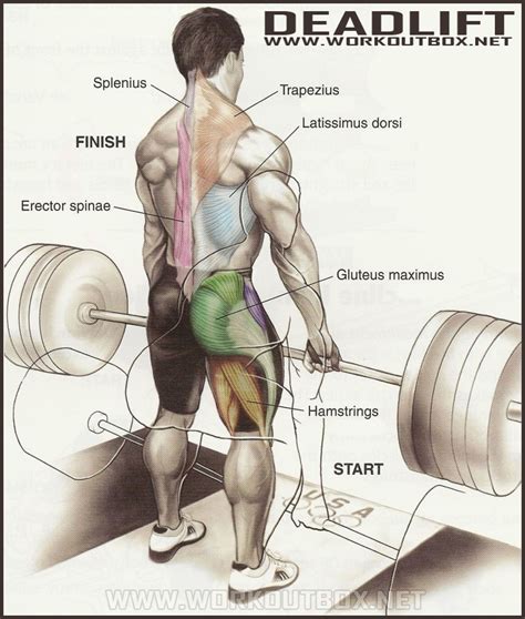 How To Deadlift The Definitive Guide To Proper Deadlift Form Fitness Workouts And Exercises