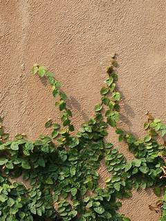 How To Get Creeping Fig To Climb