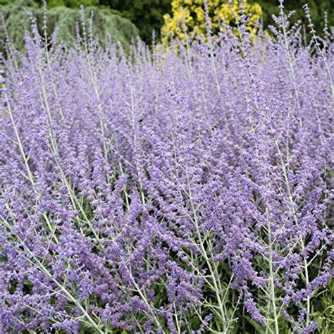 What Plant Looks Like Rosemary A Guide To Identifying Plants