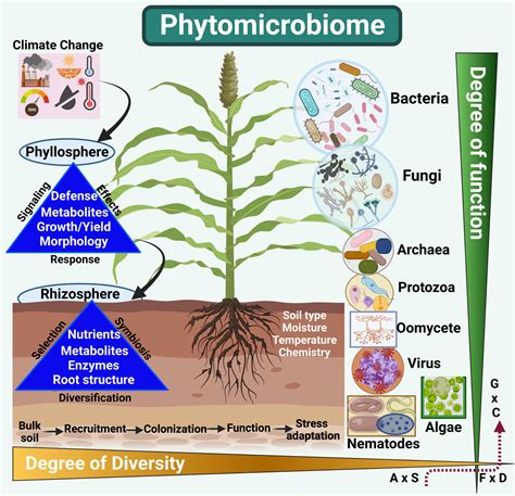 Frontiers The Phytomicrobiome Solving Plant Stress Tolerance Under