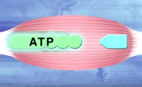 ATP-PC System