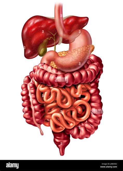 Apparato Digestivo Umano Anatomia Nozione Come Un Pancreas Del Fegato E