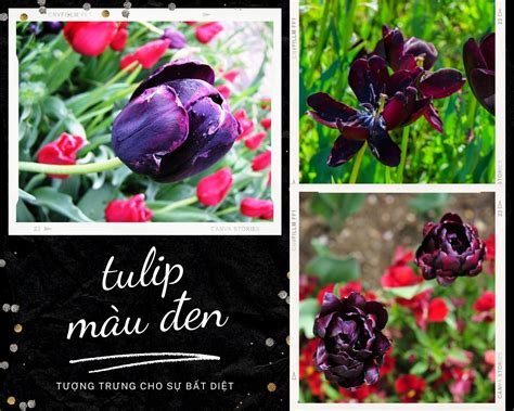 Hoa Tulip Nguồn gốc đặc điểm và ý nghĩa ẩn giấu đằng sau mỗi sắc hoa