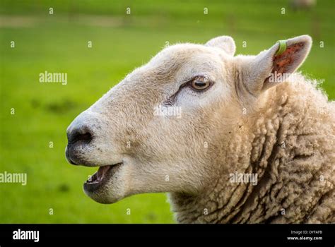 Side View Of Sheeps Head Stock Photo 68564367 Alamy