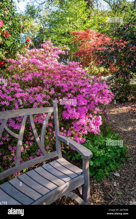 Peaceful Garden Scene With Pink Azalea Flowers And A Bench At Wisley