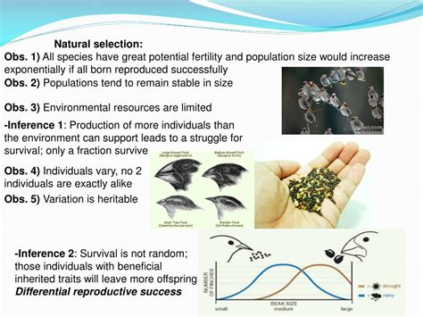 PPT - Evolution: descent with modification PowerPoint Presentation ...