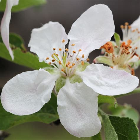 Val 05 Common Apple Malus Pumila Watershed Treecaching