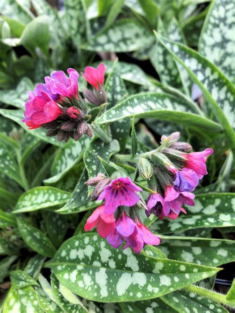 Buy Lungwort Plants Pulmonaria Stadler Nurseries