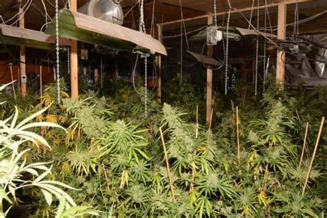 Photo Gallery Â£1 2m Cannabis Farm Discovered By Police In Leeds