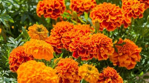 A Deep Dive Into the Symbolism of Marigolds: 10 Meanings - Subconscious ...