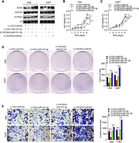 Long Noncoding Rna Rc H Facilitates Cell Proliferation And Invasion By