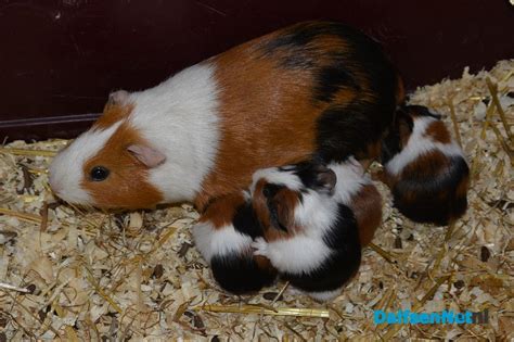 Jonge Cavias Geboren Op Natuurboerderij Lindehoeve Dalfsennet