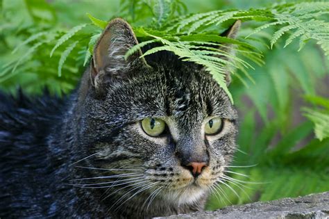 European Shorthair Cat Breed Pictures, Characteristics, & Facts