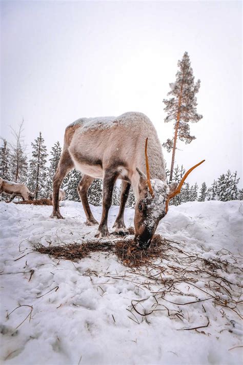 Illinois Deer Hunting Season - Hunting Locator