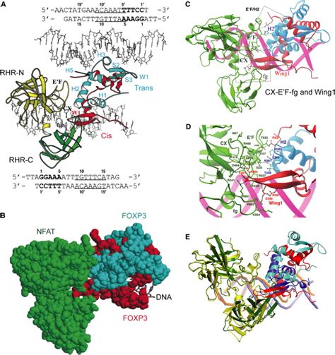 Structure Of A Domain Swapped Foxp3 Dimer On Dna And Its Function In