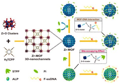 Molecules Free Full Text Biosensors With Metal Ionphosphate