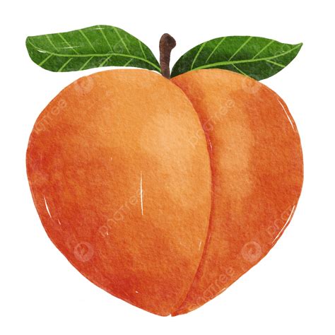 Watercolor Handdrawn Style Peach Fruit With Leaves Clipart Watercolor