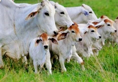 Vacina O De Bezerras Bovinas E Bubalinas Contra Brucelose