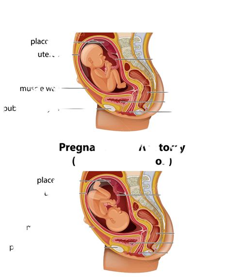 妊娠中の胎児の解剖図の解剖学新生児ベクトル ベクターイラスト画像とpngフリー素材透過の無料ダウンロード Pngtree