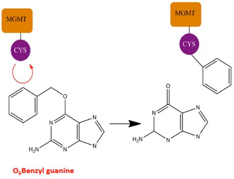 Inhibition Of O6 Methylguanine DNA Methyltransferase MGMT By O 6