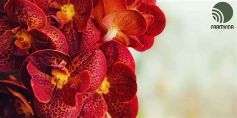 Orchid Diseases Understand Your Orchids Health Farmvina