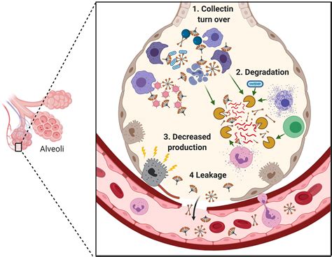 Frontiers Sp A And Sp D Dual Functioning Immune Molecules With Antiviral And Immunomodulatory