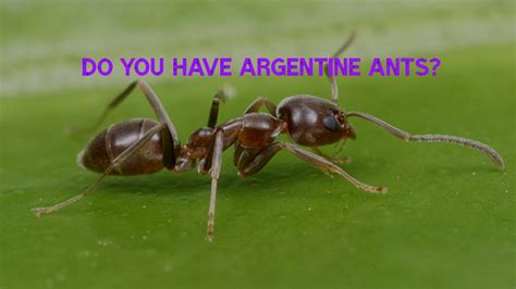 Ant Pest Control And The Invasion Of The Argentine Ant Killroy Pest