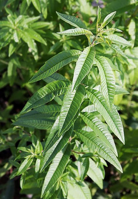 Growing Lemon Verbena The Complete Guide To Plant Grow And Harvest