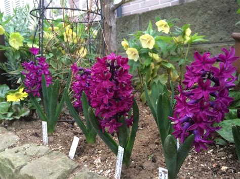 【画像あり】鉢植え地植えのヒヤシンスの育て方 家庭菜園インフォパーク