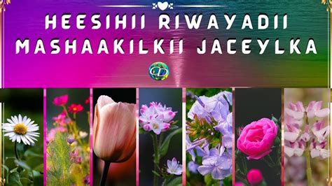 Heesihii Riwayadii Mashaakilkii Jaceylka YouTube