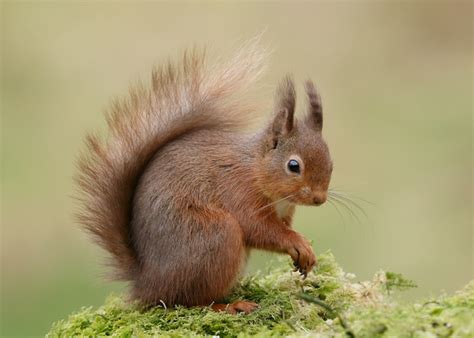 Iain H Leach Bird And Wildlife Photography Red Squirrel Sciurus Vulgaris Red Squirrel Sciurus