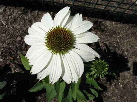 Echinacea Purpurea Pow Wow White Kiefer Nursery Trees Shrubs