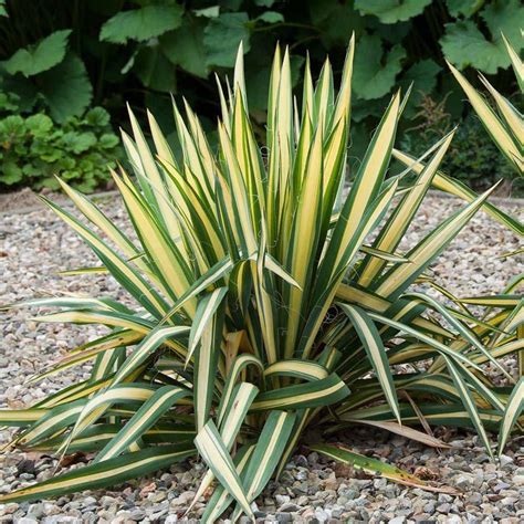 Online Orchards 1 Gal Golden Sword Yucca Shrub SBYC001 The Home Depot