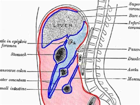 Anatomy Retroperitoneum Is Part Of Abdominal Cavity That Lies Between