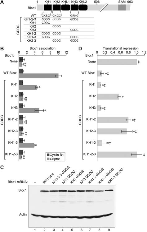 The Kh Domain Is A Major Determinant Of Bicc Rna Binding And