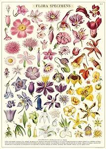 Amazon Cavallini Co Decorative Wrap Poster Flora Specimens