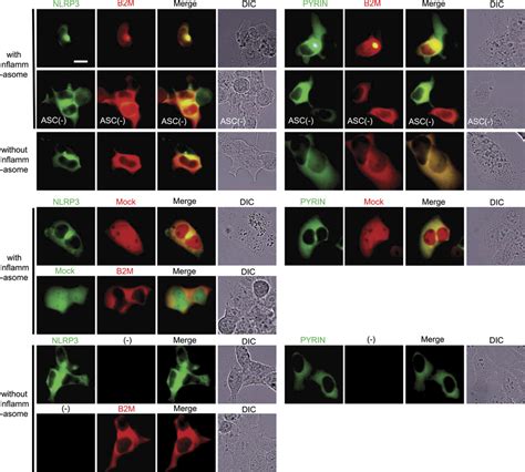 Fluorescence Microscopy Analysis Of Cellular Localization HEK293T