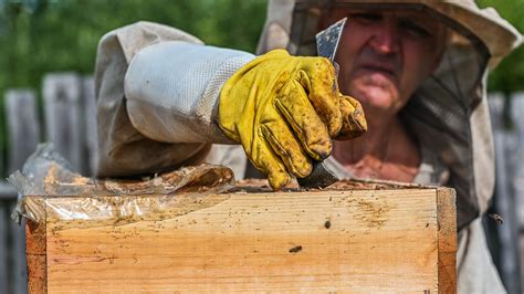 Comment protéger les ruches des attaques de frelons en apiculture